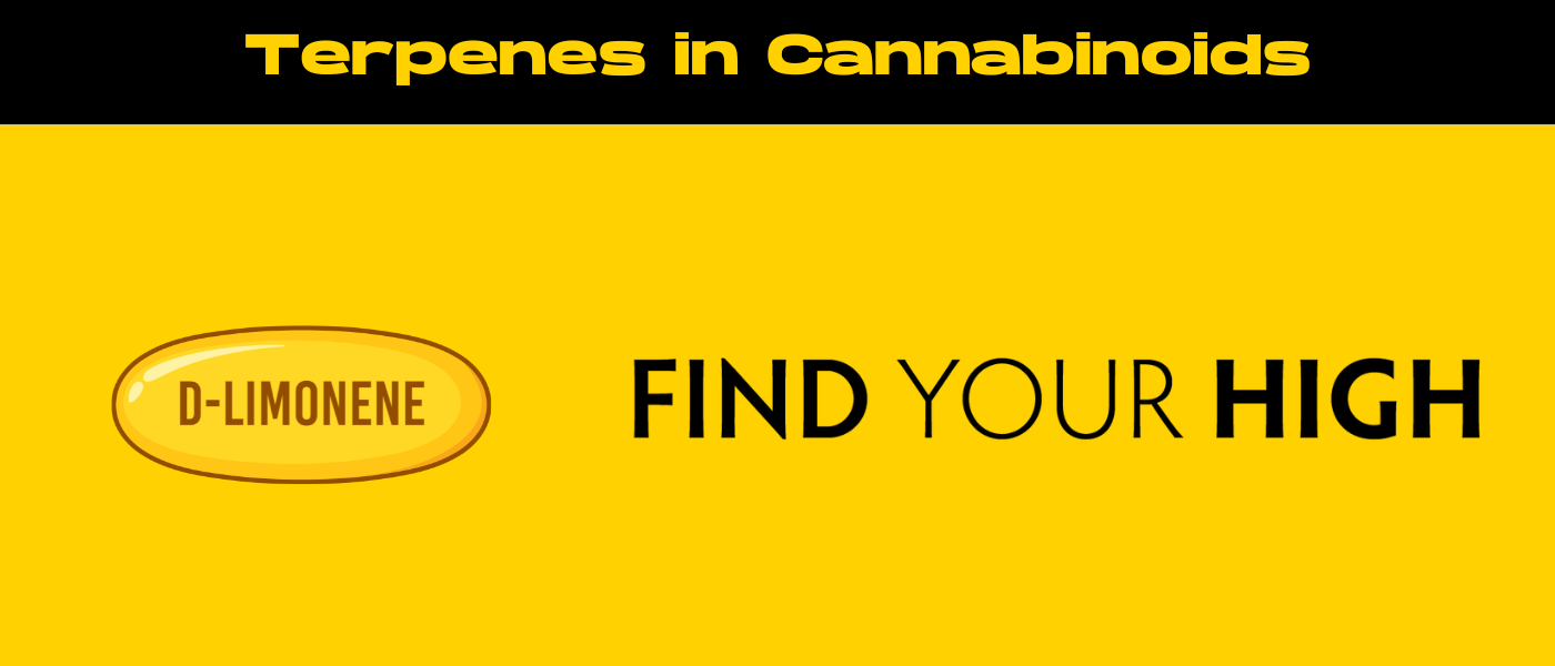 black and yellow banner image for terpenes in cannabinoids blog