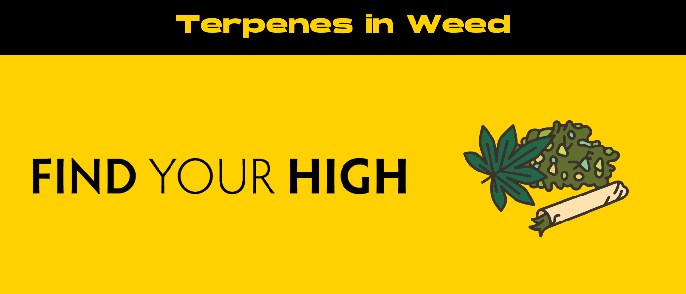 black and yellow banner image for what is terpenes in weed blog