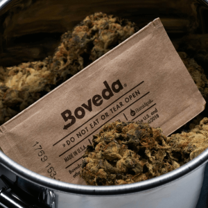 Boveda back in nugs