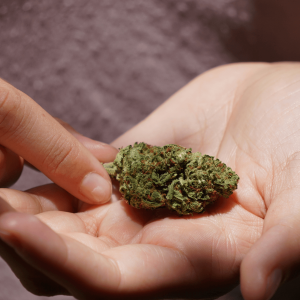 person holding cannabis flower