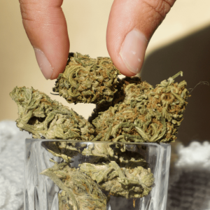 person reaching for green buds in glass cup