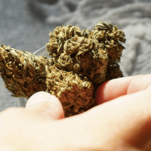 person reaching for cannabis nugs