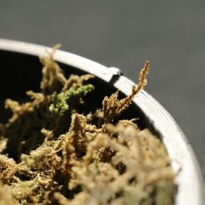 up close image of cannabis pistils