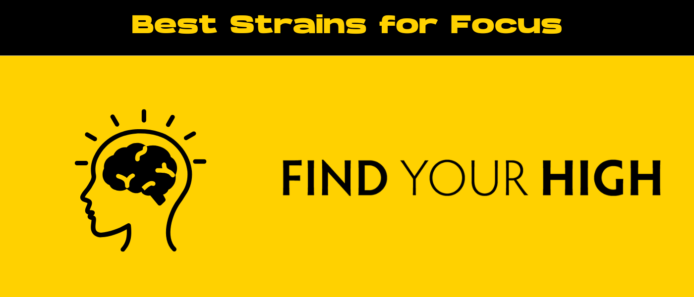 black and yellow banner image for best strains for focus blog