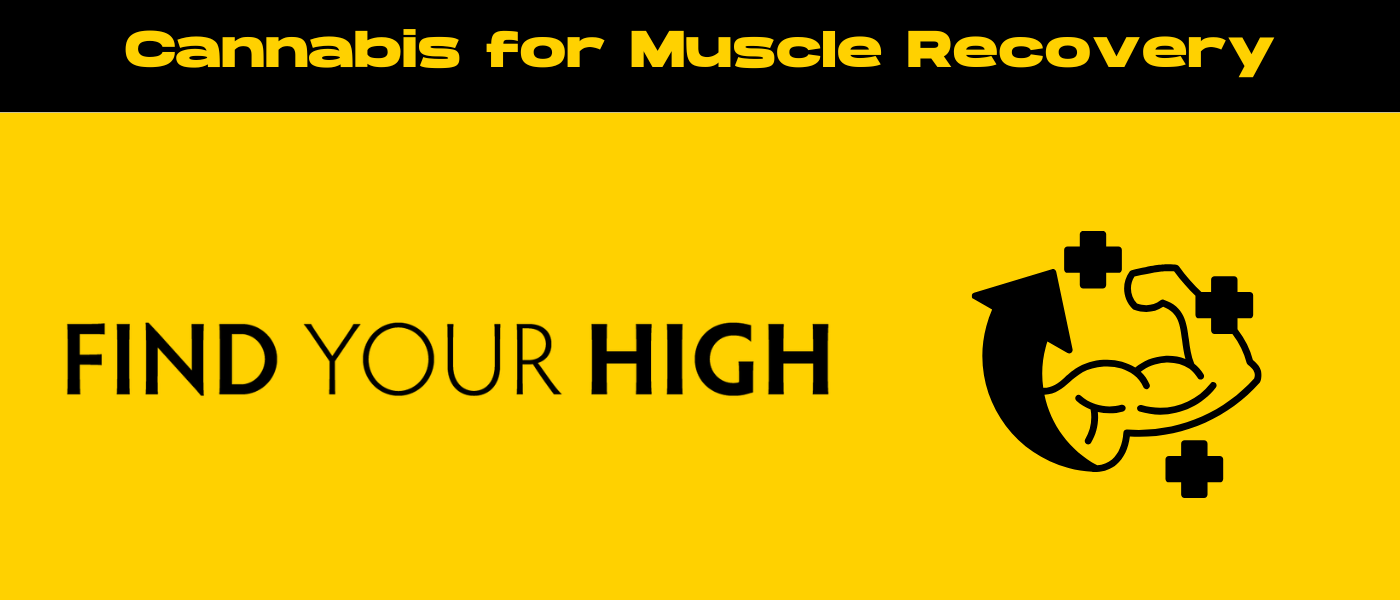 black and yellow banner image for cannabis muscle recovery blog